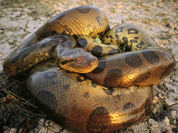世界一大きい蛇　アミメニシキヘビ4